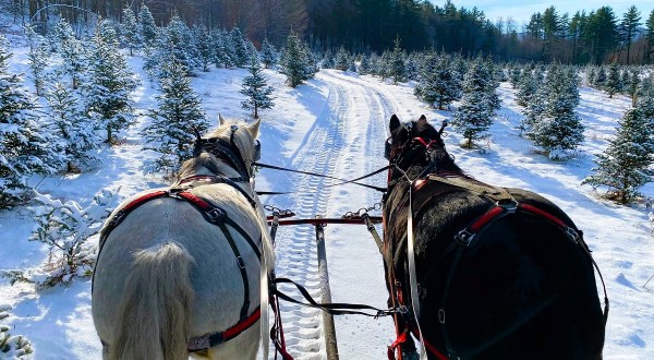 There Is An Entire Christmas Farm In Vermont And It’s Absolutely Delightful