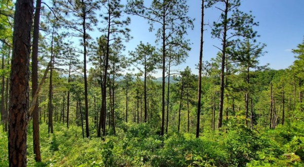 There’s An Emerald Forest Hiding In Alabama That’s Too Beautiful For Words