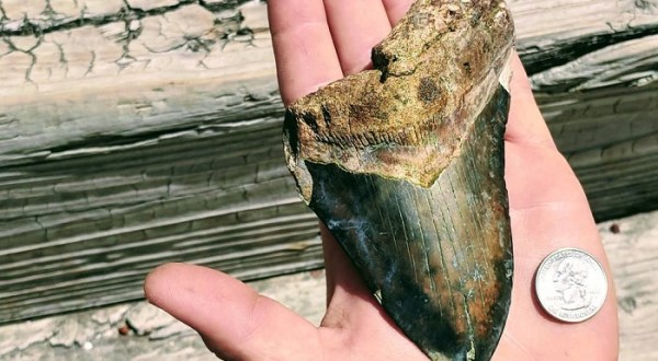 Search For Fossils At South Carolina’s Morris Island, Which Was Completely Underwater Once Upon A Time