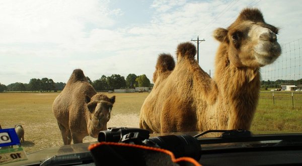 This Drive-Thru Safari Park In Texas Is Also A Petting Zoo, And Animal Lovers Will Have A Blast
