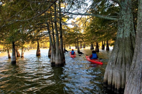 You'd Never Know One Of The Most Incredible Natural Wonders In Arkansas Is Hiding In This Tiny State Park