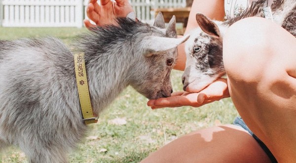 Play With Dwarf Goats In South Carolina For An Adventure Unlike Any Other