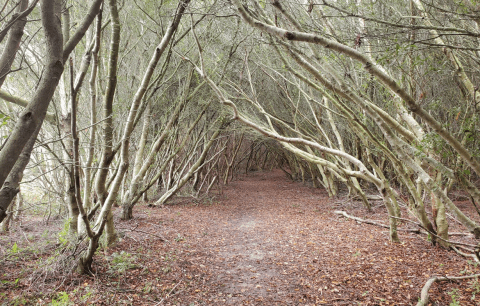 Rackliffe House Trail Loop Features A Tunnel Of Trees In Maryland And It's Positively Magical