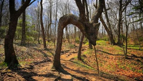 There's A Tree In North Carolina That Looks Just Like A Dragon, But Hardly Anyone Knows It Exists