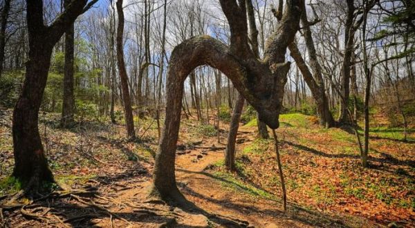 There’s A Tree In North Carolina That Looks Just Like A Dragon, But Hardly Anyone Knows It Exists