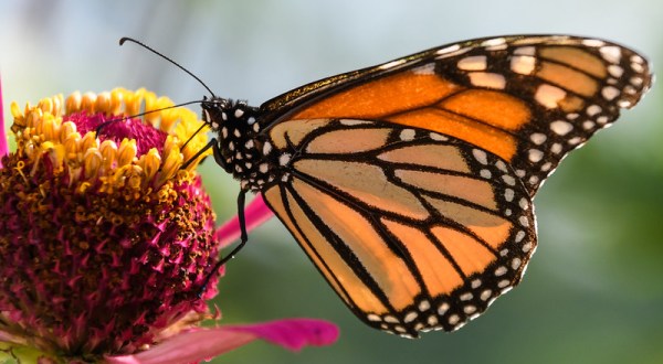 Monarch Butterflies Are Headed Straight For Pennsylvania This Spring