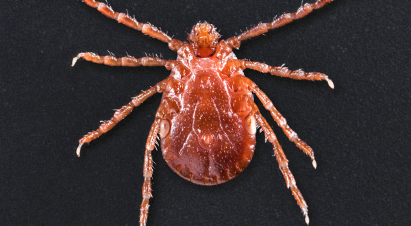 Be On The Lookout, A New Type Of Tick Has Been Spotted In Arkansas