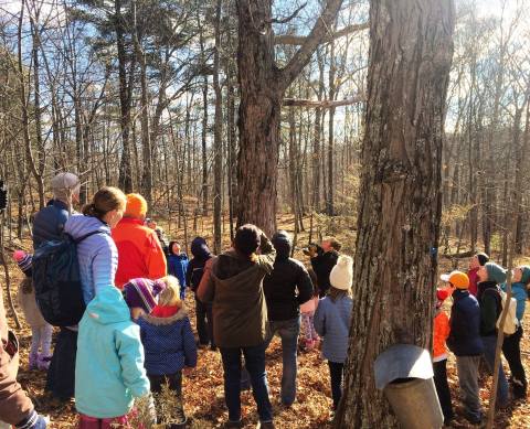 Get Your Sugar Fix At The Sugaring Off Maple Syrup Festival In Massachusetts