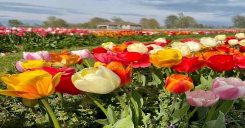 True Colors Farm, A Tulip Farm In Arkansas, Will Be In Full Bloom Soon And It’s An Extraordinary Sight To See