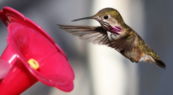 Keep Your Eyes Peeled, Thousands Of Hummingbirds Are Headed Right For Montana During Their Migration This Spring