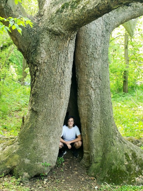This Ohio State Park Has A Massive Sycamore Tree That Little Kids Can Wander Inside