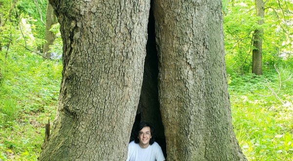 This Ohio State Park Has A Massive Sycamore Tree That Little Kids Can Wander Inside