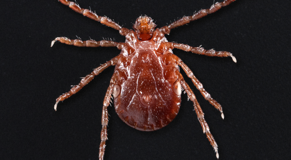 Be On The Lookout, A New Type Of Tick Has Been Spotted In Massachusetts