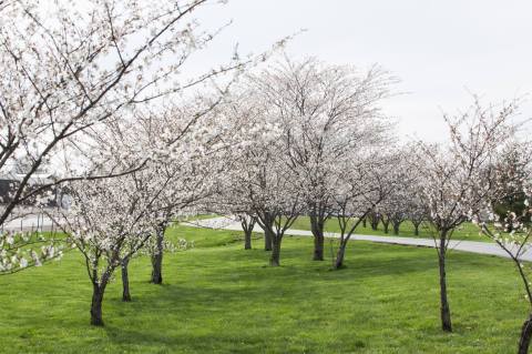 Every Spring, Thousands Flock To This Missouri Town For The State’s Largest Cherry Blossom Festival