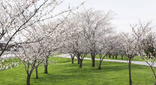 Every Spring, Thousands Flock To This Missouri Town For The State’s Largest Cherry Blossom Festival