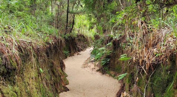 The Marvelous 2.5-Mile Trail In Louisiana Leads Adventurers To A Little-Known Canyon
