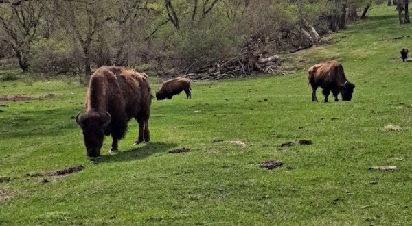 Not Many Know About This Incredible Animal Sanctuary Right Here In Iowa