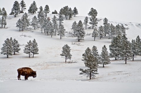 The South Dakota Resort Where You Can Take A Buffalo Safari Tour, Dine Like A President, And See Animals Outside Your Door This Winter