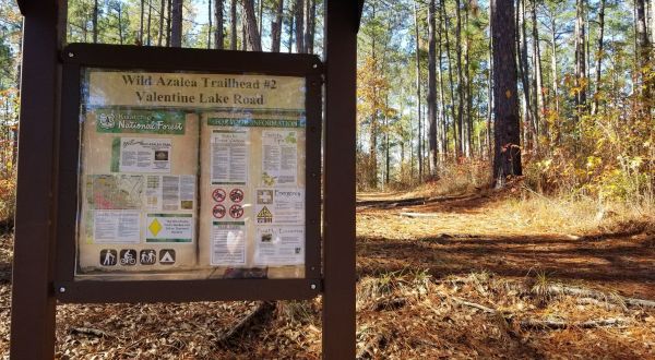 Hike Through Louisiana’s Longest Forest Trail, The Wild Azalea Trail, For An Adventure Like No Other