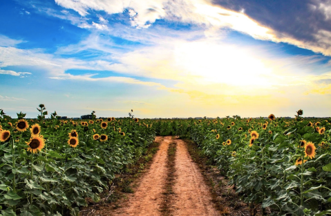 Few People Know About This Louisiana Sunflower Trail