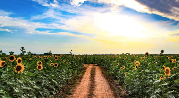 Few People Know About This Louisiana Sunflower Trail