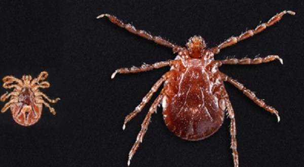 Be On The Lookout, A New Type Of Tick Has Been Spotted In Missouri