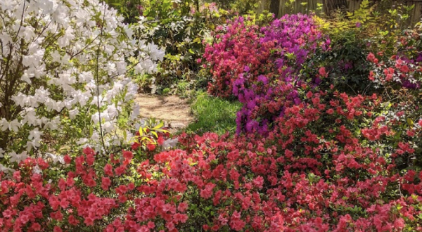 Few People Know About This Mississippi Garden With Azalea and Camellia Trails