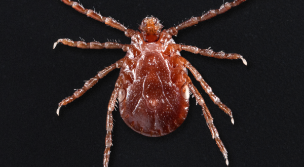 Be On The Lookout, A New Type Of Tick Has Been Spotted In Rhode Island