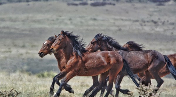 This Hidden Sanctuary In Colorado Is Home To One Of The Largest Herds Of Wild Mustangs In America