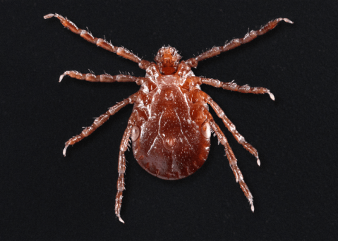 Be On The Lookout, A New Type Of Tick Has Been Spotted In Tennessee
