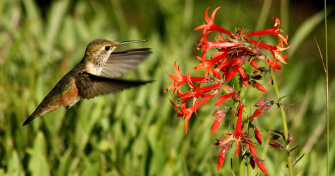 Keep Your Eyes Peeled, Thousands Of Hummingbirds Are Headed Right For Oregon During Their Migration This Spring