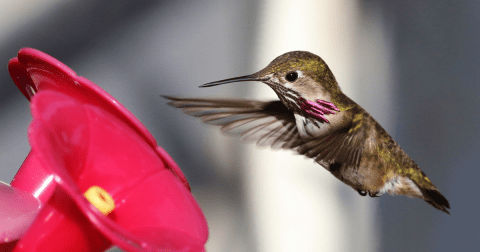 Keep Your Eyes Peeled, Thousands Of Hummingbirds Are Headed Right For Washington During Their Migration This Spring