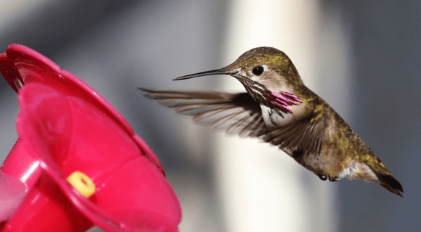 Keep Your Eyes Peeled, Thousands Of Hummingbirds Are Headed Right For Washington During Their Migration This Spring