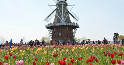 The Tulip Time Festival In Michigan Will Have Millions Of Tulips In Bloom This Spring