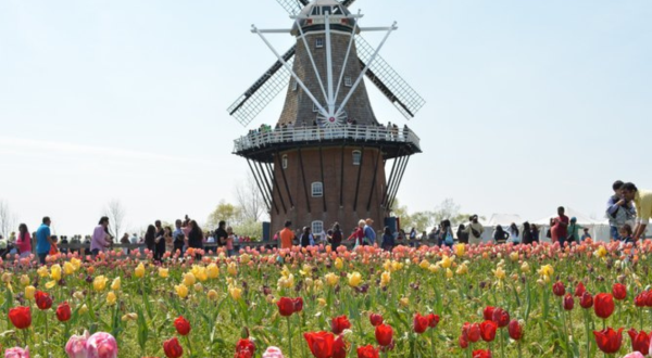 The Tulip Time Festival In Michigan Will Have Millions Of Tulips In Bloom This Spring