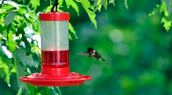 Keep Your Eyes Peeled, Thousands Of Hummingbirds Are Headed Right For Virginia During Their Migration This Spring