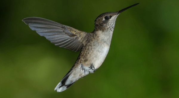 Keep Your Eyes Peeled, Thousands Of Hummingbirds Are Headed Right For Vermont During Their Migration This Spring