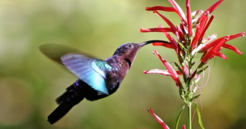 Keep Your Eyes Peeled, Thousands Of Hummingbirds Are Headed Right For Colorado During Their Migration This Spring