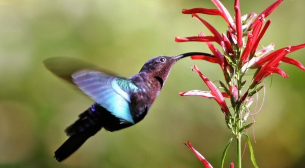 Keep Your Eyes Peeled, Thousands Of Hummingbirds Are Headed Right For Colorado During Their Migration This Spring