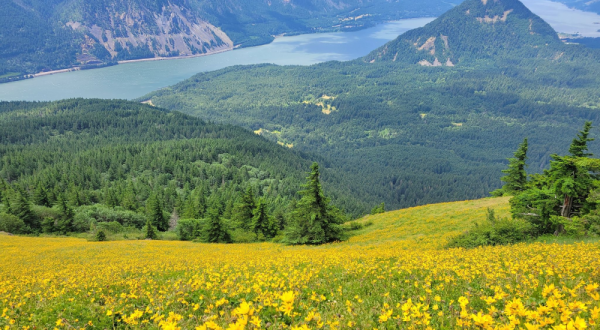 This Marvelous 6.5-Mile Trail In Washington Leads Adventurers To A Spectacular Overlook