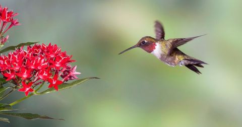 Keep Your Eyes Peeled, Thousands Of Hummingbirds Are Headed Right For Kansas During Their Migration This Spring