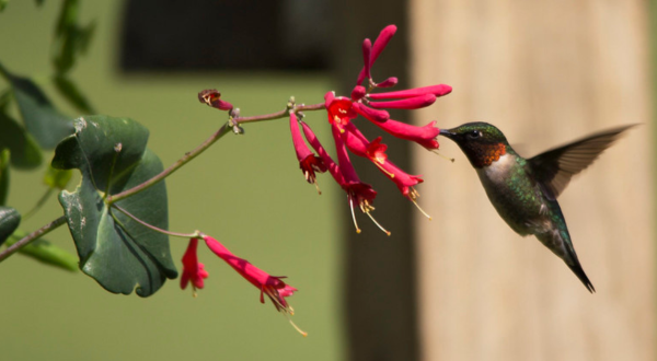Keep Your Eyes Peeled, Thousands Of Hummingbirds Are Headed Right For Pennsylvania During Their Migration This Spring
