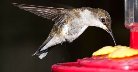 Keep Your Eyes Peeled, Thousands Of Hummingbirds Are Headed Right For Delaware During Their Migration This Spring