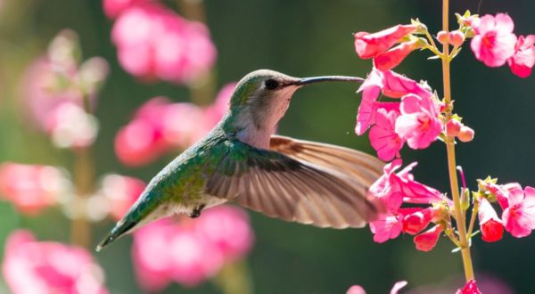 Keep Your Eyes Peeled, Thousands Of Hummingbirds Are Headed Right For Florida During Their Migration This Spring