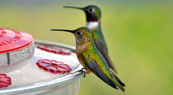 Keep Your Eyes Peeled, Thousands Of Hummingbirds Are Headed Right For Illinois During Their Migration This Spring