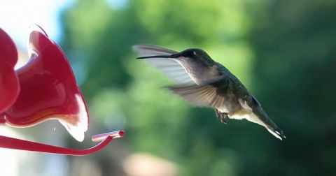Keep Your Eyes Peeled, Thousands Of Hummingbirds Are Headed Right For Kentucky During Their Migration This Spring