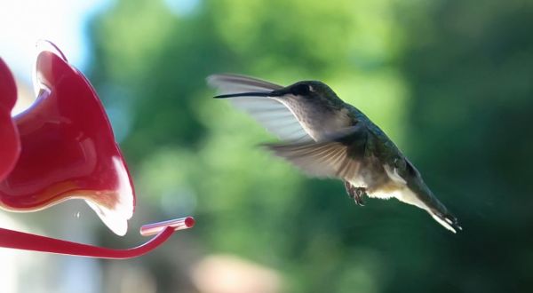 Keep Your Eyes Peeled, Thousands Of Hummingbirds Are Headed Right For Kentucky During Their Migration This Spring