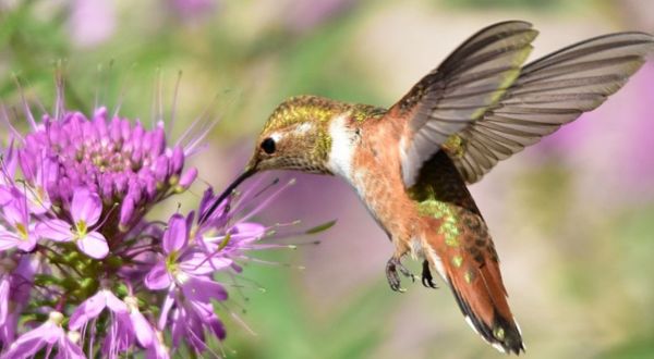 Keep Your Eyes Peeled For A Rare Species Of Hummingbird Flocking To Mississippi This Winter