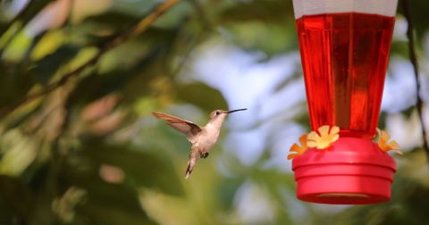 Keep Your Eyes Peeled, Thousands Of Hummingbirds Are Headed For New Hampshire During Their Migration This Spring