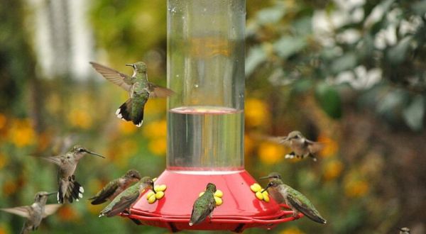 Keep Your Eyes Peeled, Thousands Of Hummingbirds Are Headed Right For Indiana During Their Migration This Spring